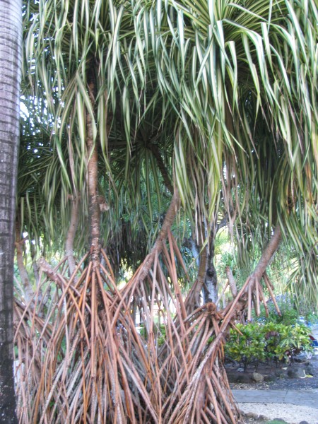 Dominican Republic 255.jpg